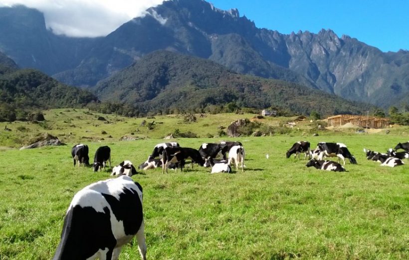 Desa-Cattle-Dairy-Farm-Kundasang-scaled-870×555