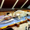 Sabah-museum-whale