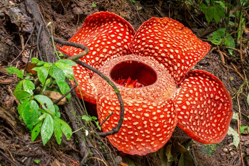 1200-486649248-rafflesia-flower