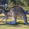 Kangaroos-with-ducks-and-pigeons