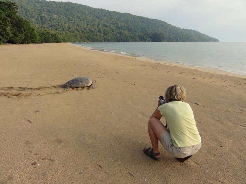 Turtle-at-Tanjung-Datu