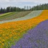 colorful-flower-field-north-autumn-hokkaido-japan-multi-color-strip-64174071