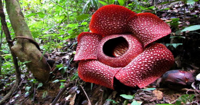 wow-spesies-baru-bunga-rafflesia-ditemukan-di-indonesia-PVAmkSAMRq