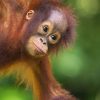 cria-orangutan-matang-wildlife-center